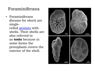 Foraminiferans
• Foraminiferans
(forams for short) are
singlecelled protists with
shells. Their shells are
also referred to
as tests because in
some forms the
protoplasm covers the
exterior of the shell.

 