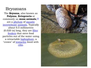 Bryozoans
The Bryozoa, also known as
Polyzoa, Ectoprocta or
commonly as moss animals,[5]
are a phylum of aquatic
invertebrate animals. Typically
about 0.5 millimetres
(0.020 in) long, they are filter
feeders that sieve food
particles out of the water using
a retractable lophophore, a
"crown" of tentacles lined with
cilia.

 