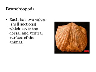 Branchiopods
• Each has two valves
(shell sections)
which cover the
dorsal and ventral
surface of the
animal.

 