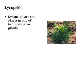 Lycopsids
• Lycopsids are the
oldest group of
living vascular
plants.

 