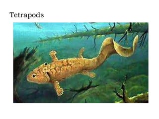 Tetrapods

 