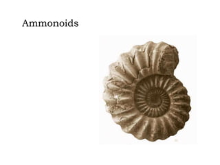 Ammonoids

 