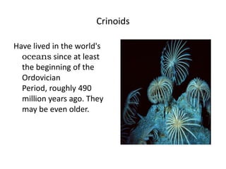 Crinoids
Have lived in the world's
oceans since at least
the beginning of the
Ordovician
Period, roughly 490
million years ago. They
may be even older.

 