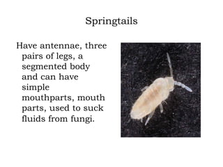 Springtails
Have antennae, three
pairs of legs, a
segmented body
and can have
simple
mouthparts, mouth
parts, used to suck
fluids from fungi.

 
