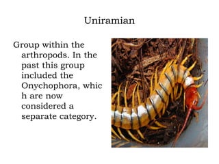 Uniramian
Group within the
arthropods. In the
past this group
included the
Onychophora, whic
h are now
considered a
separate category.

 