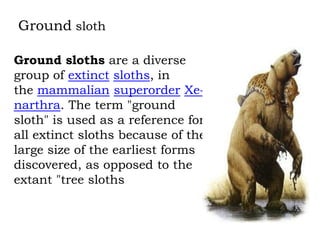 Ground sloth
Ground sloths are a diverse
group of extinct sloths, in
the mammalian superorder Xenarthra. The term "ground
sloth" is used as a reference for
all extinct sloths because of the
large size of the earliest forms
discovered, as opposed to the
extant "tree sloths

 