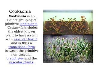 Cooksonia
Cooksonia is an
extinct grouping of
primitive land plants.
[ Cooksonia includes
the oldest known
plant to have a stem
with vascular tissue
and is thus a
transitional form
between the primitive
non-vascular
bryophytes and the
vascular plants.

 