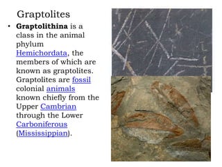 Graptolites
• Graptolithina is a
class in the animal
phylum
Hemichordata, the
members of which are
known as graptolites.
Graptolites are fossil
colonial animals
known chiefly from the
Upper Cambrian
through the Lower
Carboniferous
(Mississippian).

 