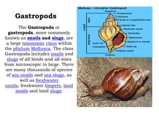 Gastropods
The Gastropoda or
gastropods, more commonly
known as snails and slugs, are
a large taxonomic class within
the phylum Mollusca. The class
Gastropoda includes snails and
slugs of all kinds and all sizes
from microscopic to large. There
are many thousands of species
of sea snails and sea slugs, as
well as freshwater
snails, freshwater limpets, land
snails and land slugs.

 