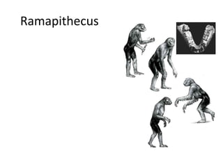 Ramapithecus

 