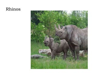 Rhinos

 