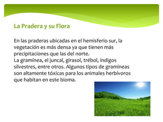 La Pradera y su Flora
En las praderas ubicadas en el hemisferio sur, la
vegetación es más densa ya que tienen más
precipitaciones que las del norte.
La gramínea, el juncal, girasol, trébol, índigos
silvestres, entre otros. Algunos tipos de gramíneas
son altamente tóxicas para los animales herbívoros
que habitan en este bioma.
 