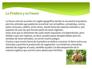 La Pradera y su Fauna
La fauna varía de acuerdo a la región geográfica donde se encuentre la pradera,
pero los animales que podemos encontrar son armadillos, comadrejas, zorros,
patos, lechuzas, colibrís, entre otros, siendo hasta 80 especies animales y 300
especies de aves las que forman parte de estas regiones.
Estas aves que se alimentan del suelo están expuestas a la depredación, pero
debido a que son crípticas, es decir, pueden pasar desapercibidas para los
sentidos de otros animales, no corren mucho peligro.
Gracias a que mucha fauna de la pradera se dedica a excavar, la tierra activa sus
minerales y permite la producción de vegetación. Las lombrices y bacterias
además de oxigenar el suelo, también ayudan a la descomposición de la
materia orgánica que servirá como abono para fertilizar.
 