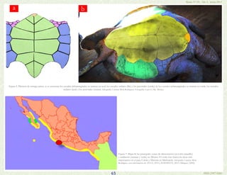 65
Bioma Nº 29, Año 3, marzo 2015
ISSN 2307-0560
Figura 2. Plastrón de tortuga prieta. a) se muestran los escudos inframar...
