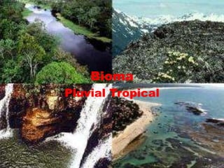 Bioma
Pluvial Tropical
 