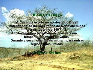 Bioma Caatinga   A Caatinga ocorre no nordeste do Brasil estendendo-se do Rio Grande do Norte ate minas gerais ,cobrindo 840 km2. A seca dura pelo menos 8 meses ,com temperaturas muito elevadas . Durante a seca , os animais migram para outras regiões mais úmidas. Pedro e Sidinei 