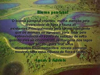 Bioma pantanal O bioma pantanal chamou  minha atenção pela diversidade de flora e fauna ali existentes.Principalmente pela forma inteligente  que os animais se agrupam para  lutar pele sobrevivência na época de estação de seca quando eles se concentram as margens dos lagos que secam , para tirar seus alimentos.Recentemente a  novela pantanal mostrou toda essa riqueza de flora e fauna. Lucas e Adriele 
