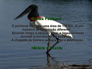 Bioma Pantanal     O pantanal abrange uma área de 150 km . E um mosaico de vegetação diferente.   Quando chega a estação seca, a lagoa formada durante a inundação vai secando .   A chegada do homem sempre traz a destruição.  Michele e Beatriz 