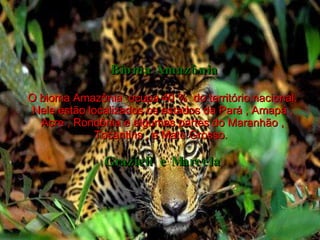 Bioma Amazônia O bioma Amazônia  ocupa 40 %  do território nacional. Nele estão localizados os estados da Pará , Amapá , Acre , Rondônia e algumas partes do Maranhão , Tocantins , e Mato Grosso.  Grazieli  e Marcela 
