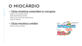 O MIOCÁRDIO
.
1 0
BIOMARCADORES
CARDÍACOS
• Células miocárdicas autoexcitáveis ou marcapasso
– Nodos ou nó sinoatrial (nó SA)
– Nodo atrioventricular (nó AV)
– Feixe de His ou fascículo atrioventricular
– Fibras de Purkinje
• Células miocárdicas contráteis
– Músculo estriado cardíaco
 