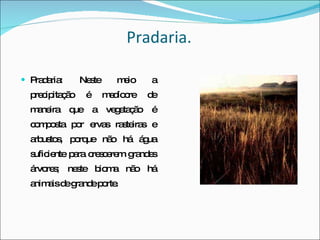 Pradaria. Pradaria: Neste meio a precipitação é medíocre de maneira que a vegetação é composta por ervas rasteiras e arbustos, porque não há água suficiente para crescerem grandes árvores; neste bioma não há animais de grande porte. 