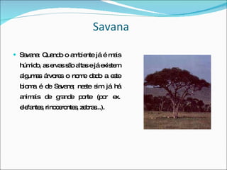 Savana Savana: Quando o ambiente já é mais húmido, as ervas são altas e já existem algumas árvores o nome dado a este bioma é de Savana; neste sim já há animais de grande porte (por ex. elefantes, rinocerontes, zebras...). 