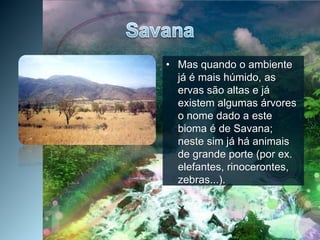 SavanaMas quando o ambiente já é mais húmido, as ervas são altas e já existem algumas árvores o nome dado a este bioma é de Savana; neste sim já há animais de grande porte (por ex. elefantes, rinocerontes, zebras...).