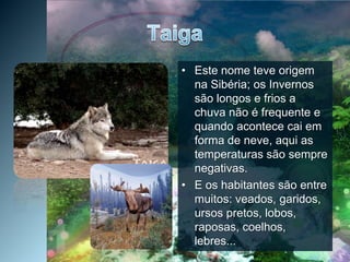 TaigaEste nome teve origem na Sibéria; os Invernos são longos e frios a chuva não é frequente e quando acontece cai em forma de neve, aqui as temperaturas são sempre negativas.E os habitantes são entre muitos: veados, garidos, ursos pretos, lobos, raposas, coelhos, lebres...