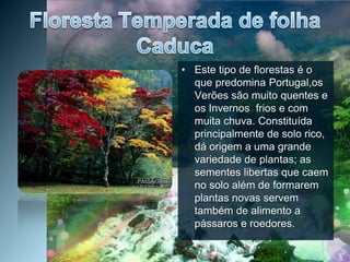 Floresta Temperada de folha CaducaEste tipo de florestas é o que predomina Portugal,osVerões são muito quentes e os Invernos  frios e com muita chuva. Constituída principalmente de solo rico, dá origem a uma grande variedade de plantas; as sementes libertas que caem no solo além de formarem plantas novas servem  também de alimento a pássaros e roedores.