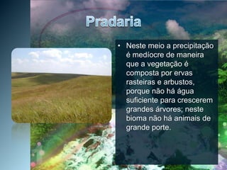 PradariaNeste meio a precipitação é medíocre de maneira que a vegetação é composta por ervas rasteiras e arbustos, porque não há água suficiente para crescerem grandes árvores; neste bioma não há animais de grande porte.