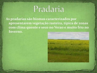 As pradarias são biomas caracterizados por apresentarem vegetação rasteira, tipica de zonas com clima quente e seco no Verao e muito frio no Inverno.Pradaria