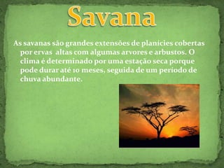 As savanas são grandes extensões de planícies cobertas por ervas  altas com algumas arvores e arbustos. O clima é determinado por uma estação seca porque pode durar até 10 meses, seguida de um período de chuva abundante.Savana