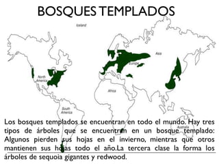 BOSQUES TEMPLADOS




Los bosques templados se encuentran en todo el mundo. Hay tres
tipos de árboles que se encuentran en un bosque templado:
Algunos pierden sus hojas en el invierno, mientras que otros
mantienen sus hojas todo el año.La tercera clase la forma los
árboles de sequoia gigantes y redwood.
 