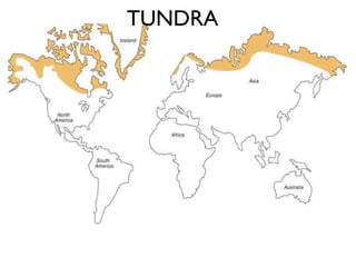 TUNDRA
 