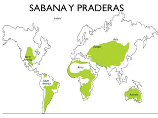 SABANA Y PRADERAS
 