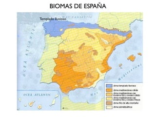 BIOMAS DE ESPAÑA
Templado lluvioso
 