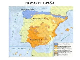 BIOMAS DE ESPAÑA
Templado lluvioso



               Mediterráneo 1




           Mediterráneo II
 