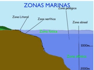 ZONAS MARINAS



    Zona fótica




                  Zona afótica
 