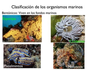 Clasiﬁcación de los organismos marinos
Bentónicos: Viven en los fondos marinos
Esponjas




                                          Cnidarios




 Platelmintos                             Moluscos
 