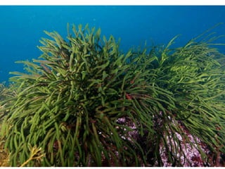 Clasiﬁcación de los organismos marinos
Bentónicos: Viven en los fondos marinos
Esponjas




                                          Cnidarios




 Platelmintos                             Moluscos
 