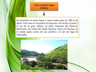 Selva tropical maga
térmica
Se encuentra en zonas bajas y nunca sobre pasa los 500 m de
altura. Esta zona se encuentra en Guayana, sin incluir el norte y
el sur de la gran sabana, en delta Amacuro del Orinoco,
barlovento, los valles del estado Yaracuy, Aroa y El Tocuyo, en
el estado apure (selva de san camilo) y el sur del lago de
Maracaibo.
 