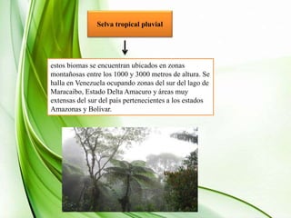 Selva tropical pluvial
estos biomas se encuentran ubicados en zonas
montañosas entre los 1000 y 3000 metros de altura. Se
halla en Venezuela ocupando zonas del sur del lago de
Maracaibo, Estado Delta Amacuro y áreas muy
extensas del sur del país pertenecientes a los estados
Amazonas y Bolívar.
 