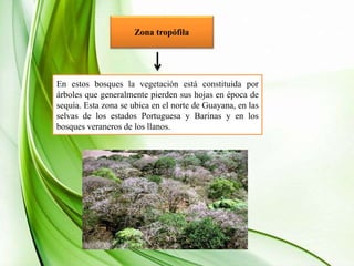 Zona tropófila
En estos bosques la vegetación está constituida por
árboles que generalmente pierden sus hojas en época de
sequía. Esta zona se ubica en el norte de Guayana, en las
selvas de los estados Portuguesa y Barinas y en los
bosques veraneros de los llanos.
 