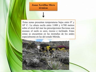Zonas Xerófilas Micro
térmicas
Estas zonas presentan temperaturas bajas entre 0º y
10º C. La altura oscila entre 3.000 y 4.700 metros
sobre el nivel del mar las prescripciones lluviosas son
escasas; el suelo es seco, rocoso e inclinado. Estas
zonas se encuentran en las montañas de los andes
especialmente en las del estado Mérida.
 