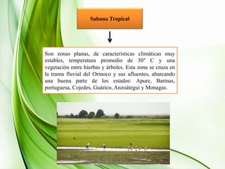Sabana Tropical
Son zonas planas, de características climáticas muy
estables, temperatura promedio de 30° C y una
vegetación entre hierbas y árboles. Esta zona se cruza en
la trama fluvial del Orinoco y sus afluentes, abarcando
una buena parte de los estados: Apure, Barinas,
portuguesa, Cojedes, Guárico, Anzoátegui y Monagas.
 