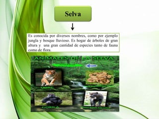 Selva
Es conocida por diversos nombres, como por ejemplo
jungla y bosque lluvioso. Es hogar de árboles de gran
altura y una gran cantidad de especies tanto de fauna
como de flora.
 