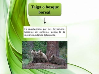 Taiga o bosque
boreal
Es caracterizado por sus formaciones
boscosas de coníferas, siendo la de
mayor abundancia del planeta.
 