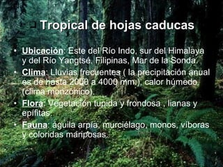 Tropical de hojas caducas Ubicación : Este del Río Indo, sur del Himalaya y del Río Yangtsé, Filipinas, Mar de la Sonda. Clima : Lluvias frecuentes ( la precipitación anual es de hasta 2000 a 4000 mm.), calor húmedo (clima monzónico). Flora : Vegetación tupida y frondosa , lianas y epífitas. Fauna : águila arpía, murciélago, monos, víboras y coloridas mariposas.  