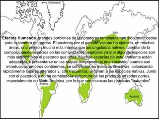 Efectos Humanos . grandes porciones de las praderas templadas han sido modificadas para la siembra de granos. El pastoreo por el ganado vacuno ha ejercido, en muchas áreas, una presión mucho más intensa que los ungulados nativos, cambiando la composición de especies en las comunidades vegetales ya que algunas especies son más susceptibles al pastoreo que otras. Muchas especies de este ambiente están adaptadas a presentarse en las etapas tempranas de una sucesión; cuando son introducidas en otros continentes, se convierten en malezas invasivas, colonizando rápidamente lugares alterados y, con frecuencia, eliminan a las especies nativas. Junto con el pastoreo, esto ha cambiado la estructura de las praderas en todas partes, especialmente en Norte América, por lo que son escasas las praderas "naturales".  