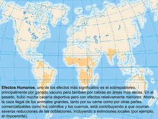 Efectos Humanos . uno de los efectos más significativo es el sobrepastoreo, principalmente por ganado vacuno pero también por cabras en áreas más secas. En el pasado, hubo mucha cacería deportiva pero con efectos relativamente menores. Ahora, la caza ilegal de los animales grandes, tanto por su carne como por otras partes comercializables como los colmillos y los cuernos, está contribuyendo a que ocurran severas reducciones de las poblaciones, incluyendo a extinciones locales (por ejemplo, el rinoceronte).  